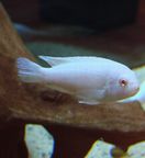 �A���r�m�S�[���f���V�N���b�h�ʐ^1