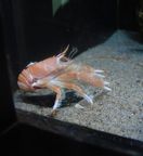 �A�J�c�m�`���E�R�V�I���G�r�ʐ^2