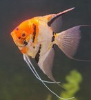 �G���[���t�B�b�V���ʐ^1