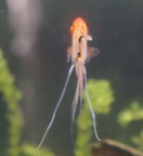 �G���[���t�B�b�V���ʐ^2