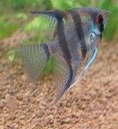 �G���[���t�B�b�V���ʐ^5