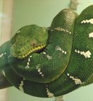 �G�������h�c���[�{�A�ʐ^1