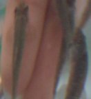 �K���E���t�@�ʐ^3