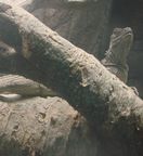 �n���}�w���z�J�P�g�J�Q�ʐ^3