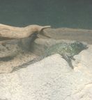 �n���}�w���z�J�P�g�J�Q�ʐ^5