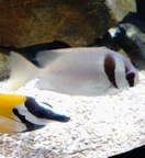 �q���A�C�S��5