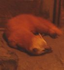 �z���h�e���ʐ^1