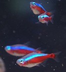 �J�[�W�i���e�g���ʐ^2