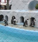 �P�[�v�ʐ^5