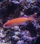 �P���}�n�i�_�C�ʐ^1
