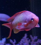 �L���M���n�i�_�C�ʐ^2