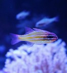�L���Z���C�V���`�ʐ^1