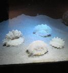 �L���V�T���S�ʐ^