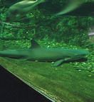 �l�����u�J�ʐ^1