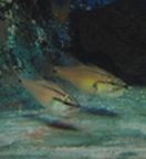 �l���u�c�_�C�ʐ^2