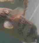 �l�Y�~�t�O�ʐ^3