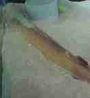 �l�Y�~�M�X�ʐ^2