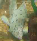 �l�Y�~�n�^(�T���T�n�^)�ʐ^1