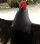 �V�}�n�b�J���ʐ^2