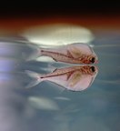 �V���o�[�n�`�F�b�g�ʐ^1