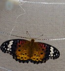 �c�}�O���q���E�����ʐ^5