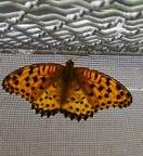 �c�}�O���q���E�����ʐ^6