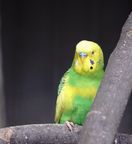 �Z�L�Z�C�C���R�ʐ^1