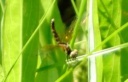 �n�b�`���E�g���{13