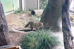 �c�V�}���}�l�R2