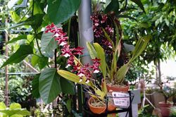 �I���V�W�E���E�V�����[�x�C�r�[