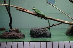 �C���h�V�i�E�H�[�^�[�h���S��5
