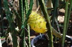�C�G���[�s�^��