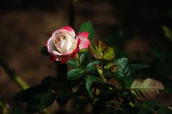 �W�����_���t�����X