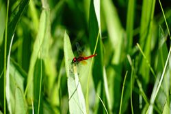 �n�b�`���E�g���{1