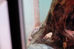 �q���E�����g�J�Q���h�L2