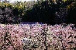�I�V�h���ƃ��W��30