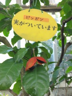 �s���|���̎�2