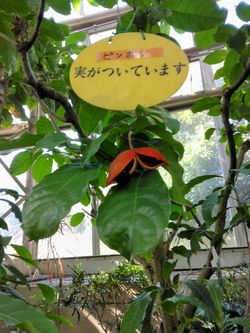 �s���|���̎�1