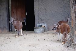 �A�J�J���K���[3