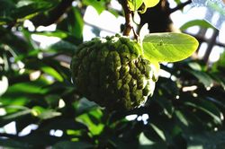 �o�����C�V3