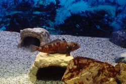 �V���E���M�X5