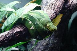 �G�������h�c���[�{�A