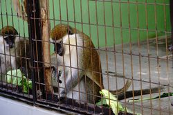 �T�o���i�����L�[4