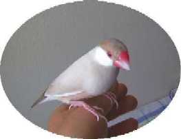 shinamon